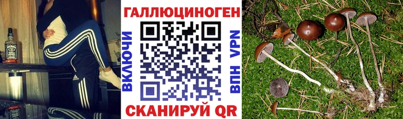 Галлюциногенные грибы Psilocybine cubensis  Купить где  Кстово 